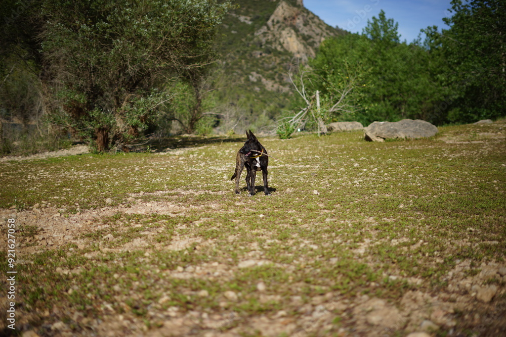 Fototapeta premium Leo en la montaña 5