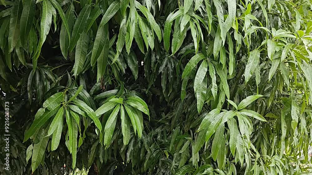 Árbol de mango con hojas verdes bajo clima lluvioso Árbol de mango con hojas verdes bajo clima lluvioso
