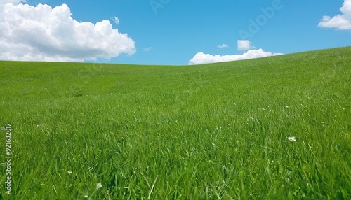 Green grass field and blue sky 9