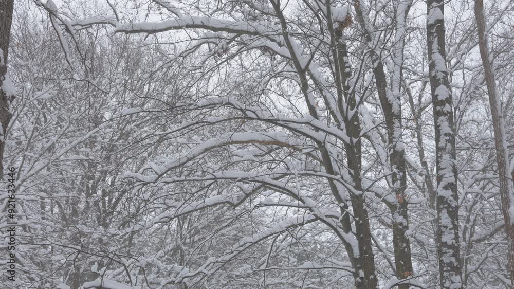 Wind blowing through snow covered tree branches. Shot in 4K Wind blowing through snow covered tree branches. Shot in 4K