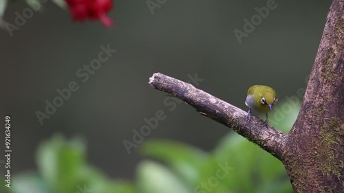 Immerse yourself in the beauty of the wild with this close-up footage of a Hume's white-eye in its natural forest habitat. photo