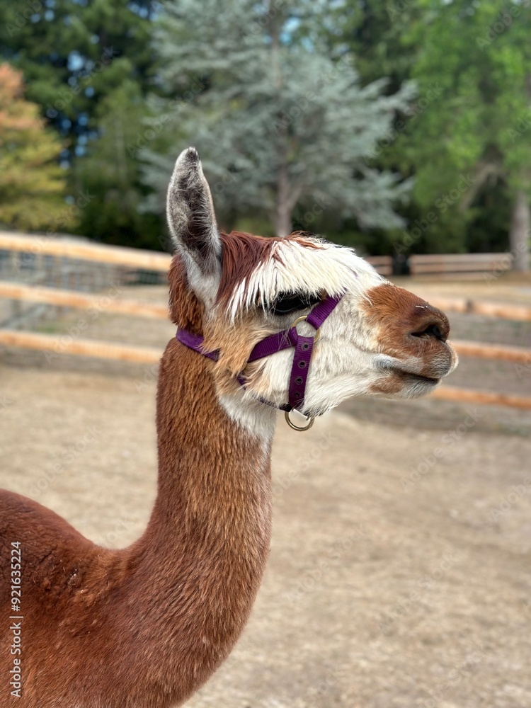 Obraz premium Llama with bangs