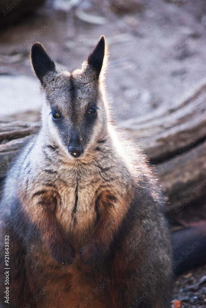 Obraz premium The southern Brush-tailed Rock-wallaby has a characteristic, long, dark tail that is bushier towards the tip.