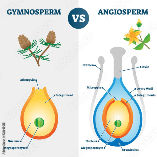 Gymnosperm vs angiosperm illustration, transparent background. Labeled educational scheme with plants fertilization style and differences.