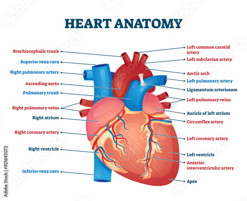 Heart anatomy illustration, transparent background. Labeled organ structure educational scheme. Internal body medical physiology with artery, arch, veins, cava, trunk and atrium parts.