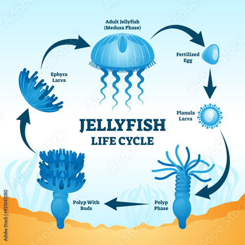 Jellyfish life cycle educational labeled diagram illustration with development stages from fertilized egg, to planula larva, polyp phase, polyp with buds, ephyra larva to adult medusa phase.