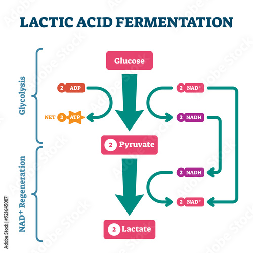 Lactic acid fermentation process scheme, labeled illustration diagram, transparent background. Biological stages with glucose, pyruvate and lactate regeneration system. Bio science explained.