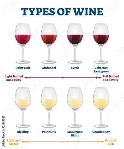 Types of wine illustration, transparent background. Labeled red and white drink explanation. Various alcoholic beverage taste and color comparison. Zinfandel, syrah, sauvignon.