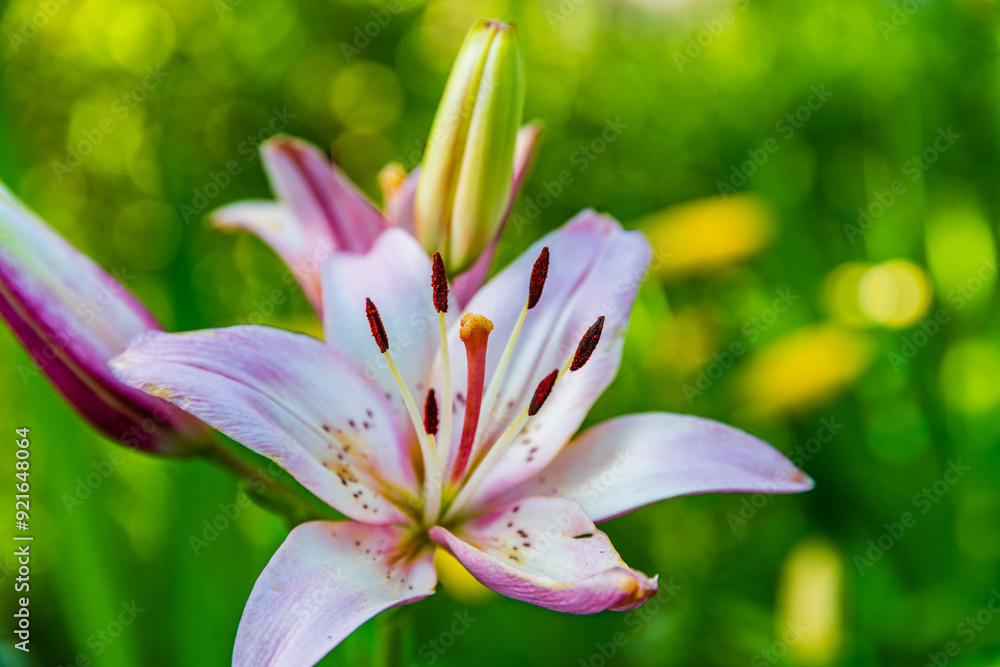 Fototapeta premium Blooming red lily (lilium) on a flowerbed at summer