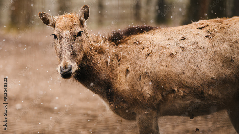 Obraz premium donkey in the field