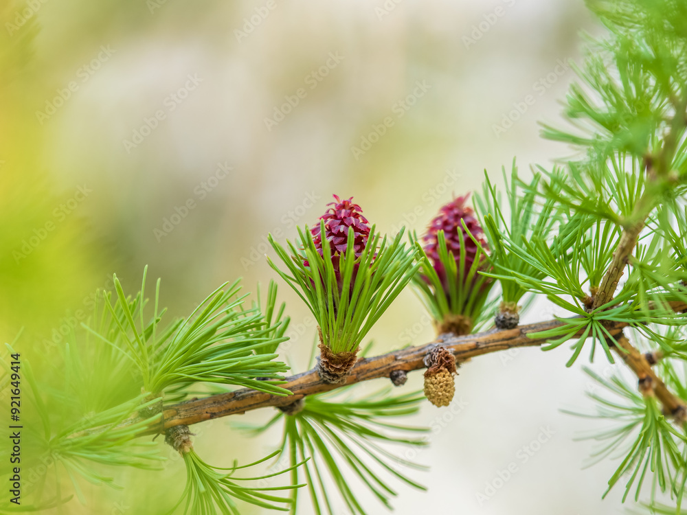 Larch tree fresh pink cones blossom at spring on nature background Larch tree fresh pink cones blossom at spring on nature background