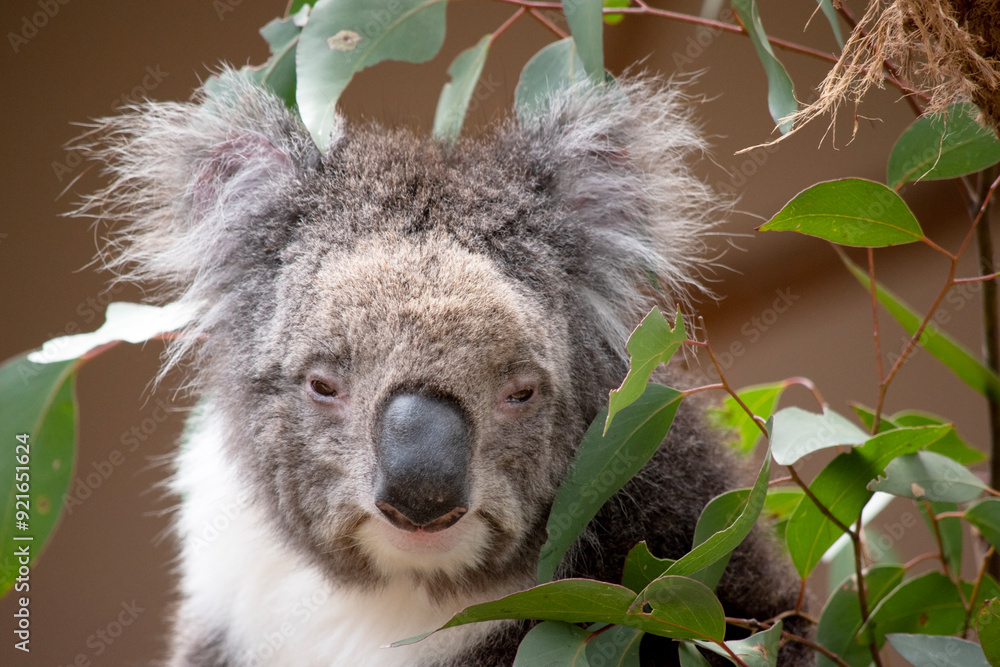 Obraz premium the Koala has a large round head, big furry ears and big black nose. Their fur is usually grey-brown in color with white fur on the chest, inner arms, ears and bottom.