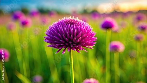 Vibrant purple flower blossoming in a field, nature, garden, floral, bright, colorful, petals, bloom, spring, vibrant, beauty