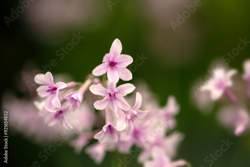 Closeup of flowers of Tulbaghia 'Purple Eye' in summer