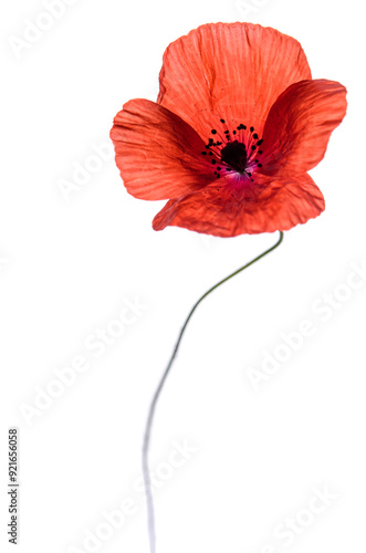 Beautiful poppy