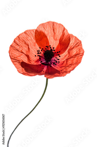 Beautiful poppy
