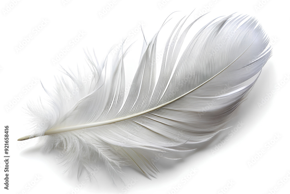 Obraz premium White feather on isolate white background, Clipping path