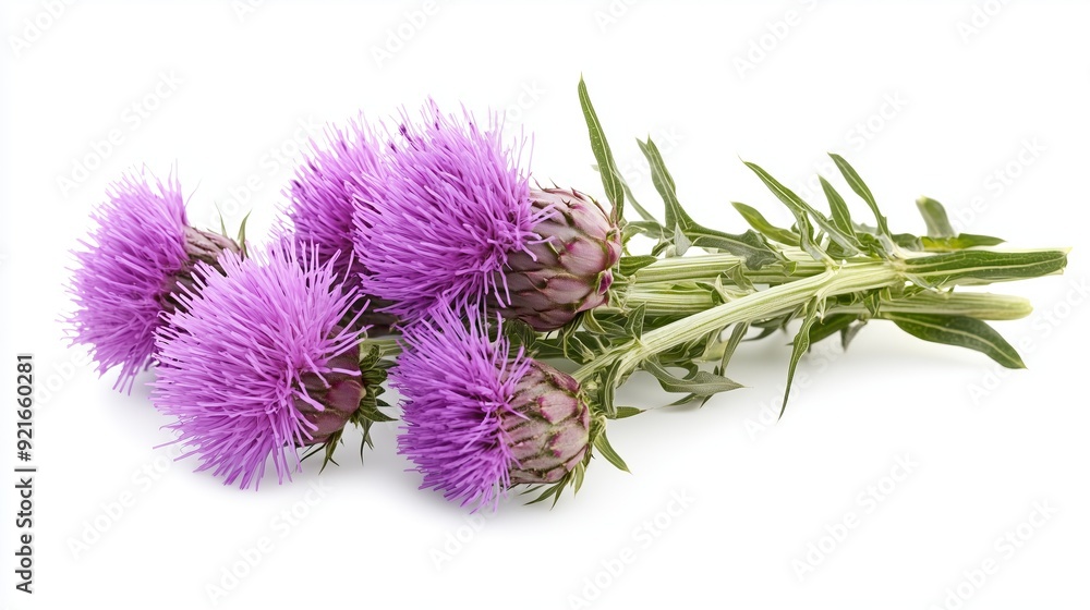 Bouquet of milk thistle isolated on white background Bouquet of milk thistle isolated on white background