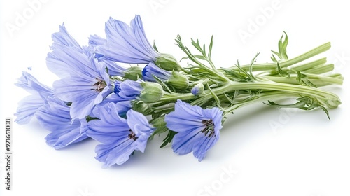 Bouquet of chicory isolated on white background