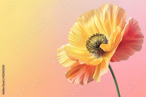 Close-up yellow poppy flower on a soft pink background photo