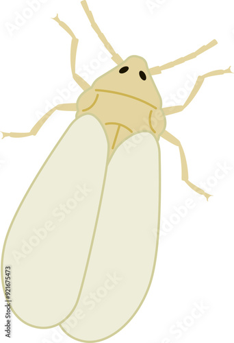Whitefly insect