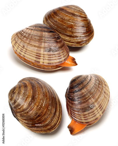 Stacked fresh raw clams on white background