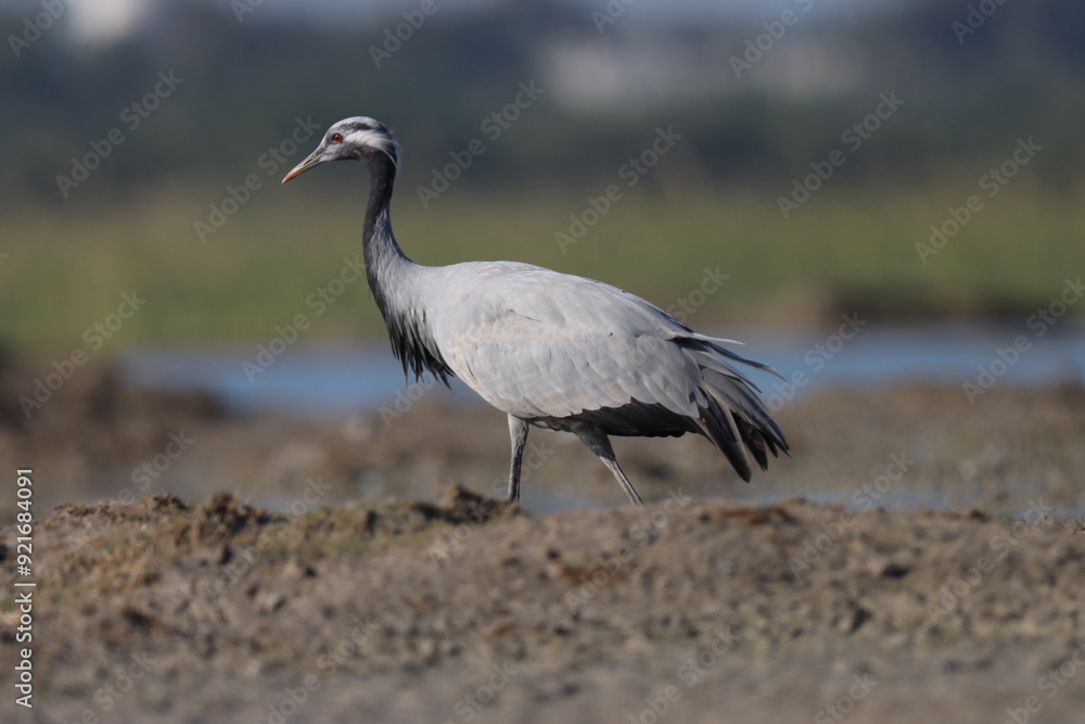 Fototapeta premium Demoiselle crane on the ground. Animal background.