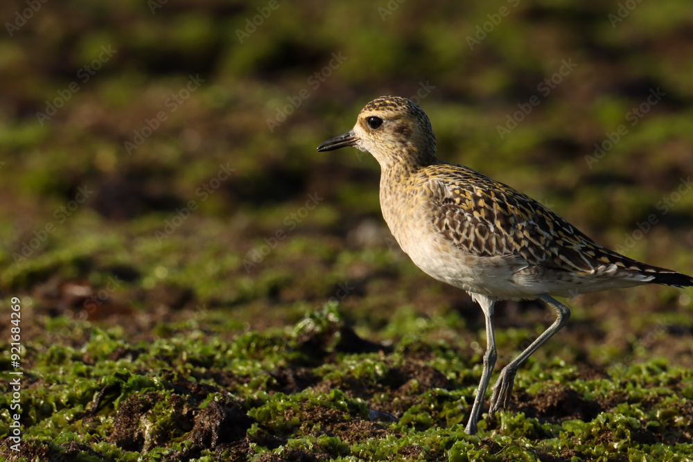 Pacific golden plover on ground. Bird closeup. Pacific golden plover on ground. Bird closeup.