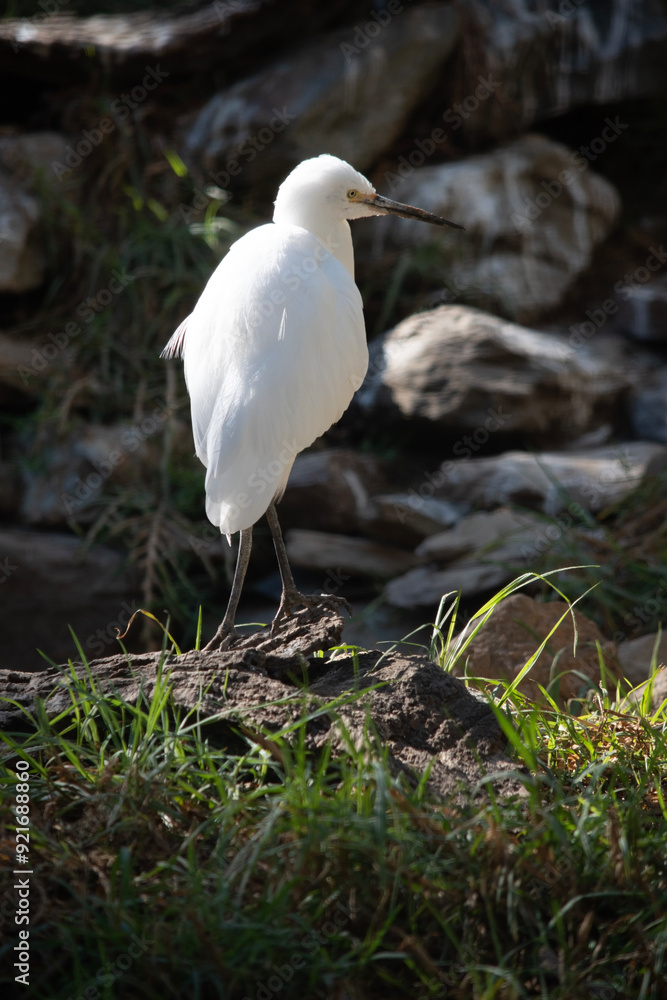 The little egret has a relatively short, thick neck, a sturdy bill, and a hunched posture. It is mainly white with a black beak The little egret has a relatively short, thick neck, a sturdy bill, and a hunched posture. It is mainly white with a black beak