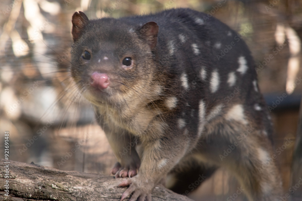 Spotted-tailed Quolls are marsupials which have rich red to dark brown fur and covered with white spots on the back which continue down the tail. Spotted-tailed Quolls are marsupials which have rich red to dark brown fur and covered with white spots on the back which continue down the tail.