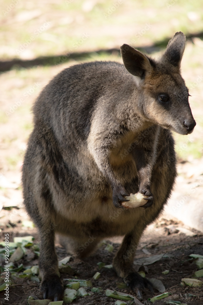 The Red Necked Wallaby Has Mostly Tawny Grey Fur, With A White Chest And Belly, And A Dark Brown Muzzle, Paws And Feet. The Red Necked Wallaby Has Mostly Tawny Grey Fur, With A White Chest And Belly, And A Dark Brown Muzzle, Paws And Feet.
