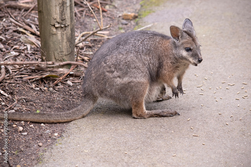 the tammar wallaby  has dark greyish upperparts with a paler underside and rufous-coloured sides and limbs. The tammar wallaby has white stripes on its face. photo