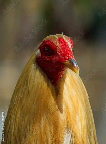 Philippine fighting cock photo