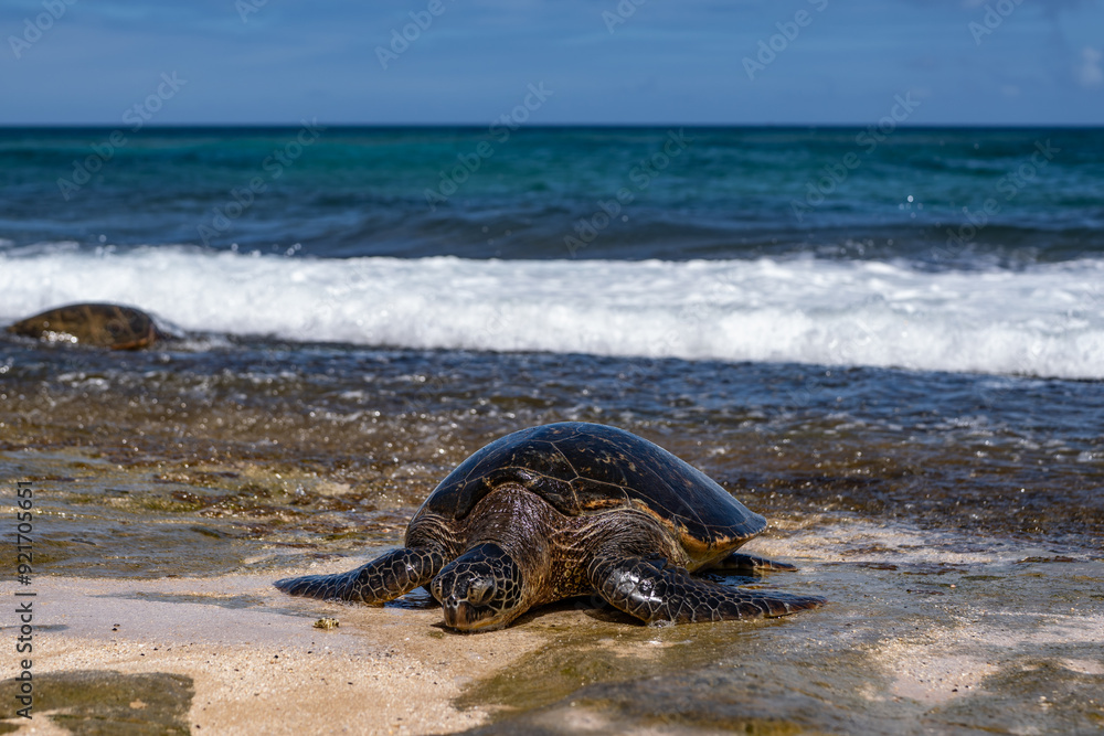 Fototapeta premium The green sea turtle (Chelonia mydas), green turtle, black (sea) turtle or Pacific green turtle, is a large species of sea turtles of the family Cheloniidae. Laniakea Beach, North Shore, Oahu Hawaii