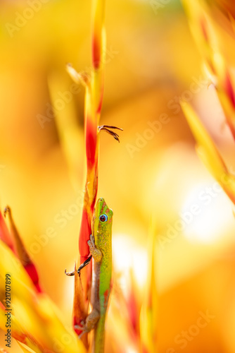 The gold dust day gecko feeds on insects and nectar.  Aechmea blanchetiana / orangeade bromeliad. (Phelsuma laticauda) is a diurnal species of gecko. Dole Plantation, Oahu, Hawaii
 photo