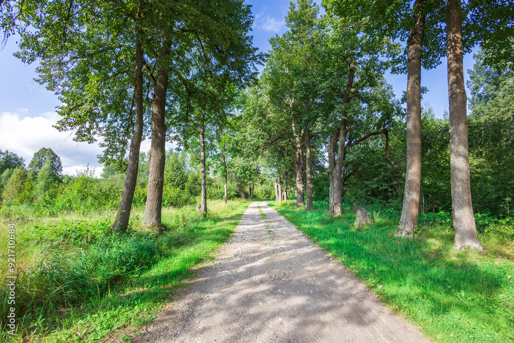 Fototapeta premium A serene dirt pathway meanders through a vibrant forest, lined with tall trees under a tranquil sky, inviting exploration and connection with nature.