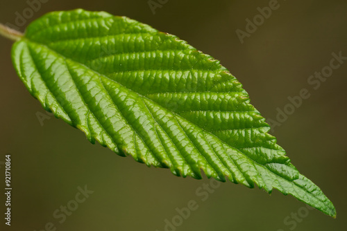 Ulmus glabra leaf