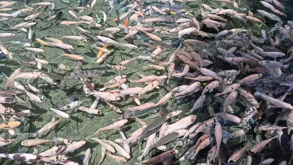 Tilapia fish in a beautiful clear water pond Tilapia fish in a beautiful clear water pond