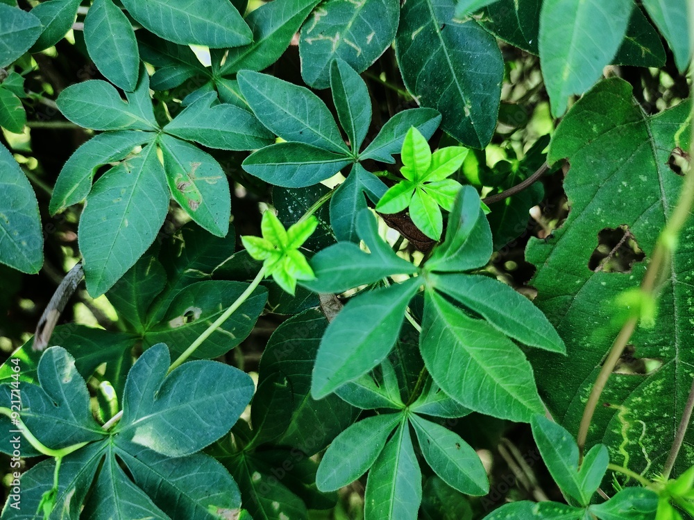 custom made wallpaper toronto digitalnatural scenery background green and blue sky