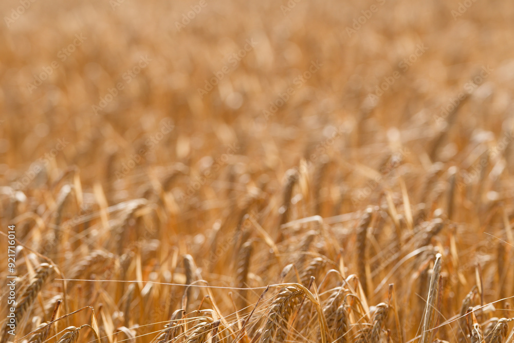 Field of dry barley crops
