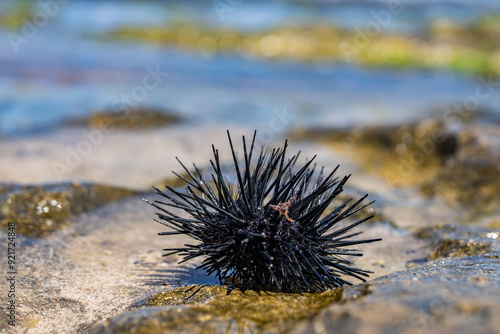 Quadro su tela The diadema urchin or blue-black urchin (Echinothrix diadema) is a species of tropical sea urchin, member of the Diadematidae family