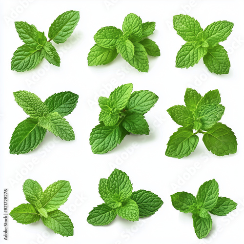 An array of nine unique mint leaves, each exhibiting different sizes and textures, is meticulously arranged against a white backdrop, creating an aesthetically pleasing and fresh composition.