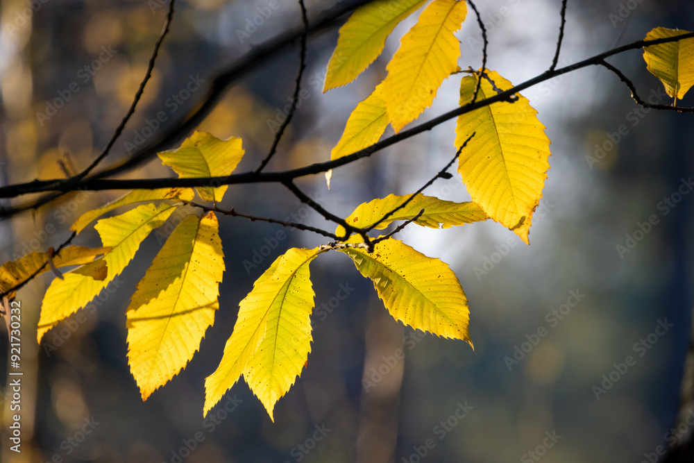 Close-up of vibrant yellow autumn leaves on a branch, backlit by sunlight in a serene forest setting. Close-up of vibrant yellow autumn leaves on a branch, backlit by sunlight in a serene forest setting.