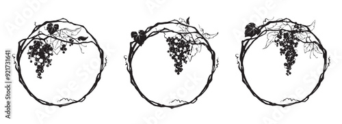 Grapevine - vector illustration. Design elements with a twisting vine with leaves and berries. Round frame with vine.	