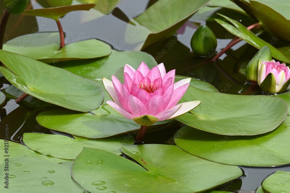 pink water lily