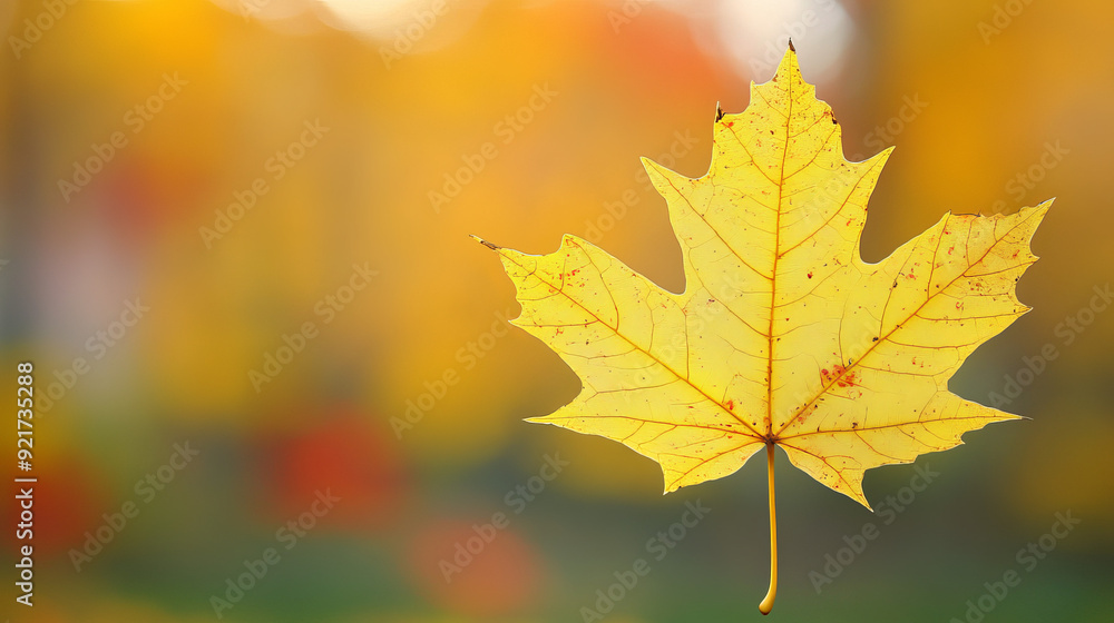 autumn, leaf, maple, fall, isolated, leaves, nature, autumn, leaf, maple, fall, isolated, leaves, nature,