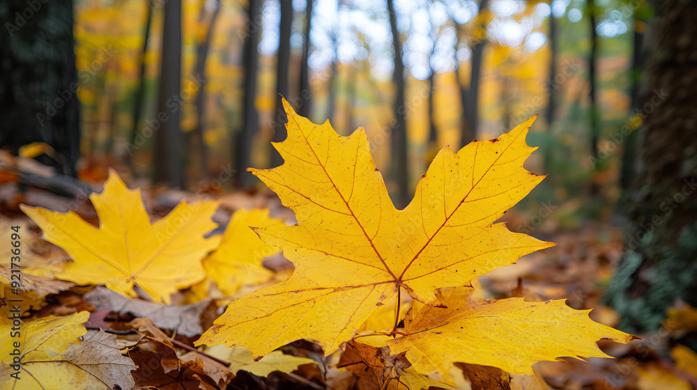 Close-up of vibrant, colorful maple leaves against a backdrop of trees in an autumn forest. The scene features yellow maple leaves and a natural, forested background. Close-up of vibrant, colorful maple leaves against a backdrop of trees in an autumn forest. The scene features yellow maple leaves and a natural, forested background.