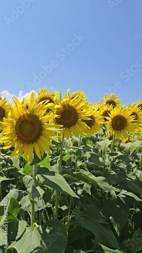 sunflowers blie sky footage in the field
