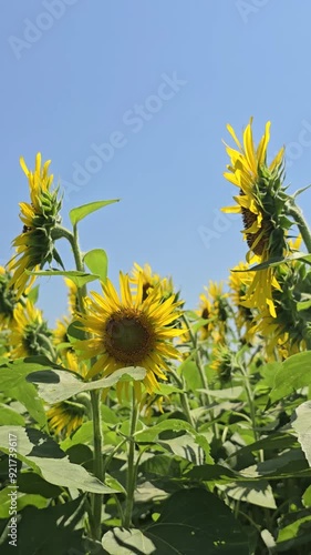 Sunflowers garden nature footage