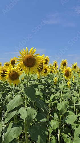 Footage of sunflowers in the garden